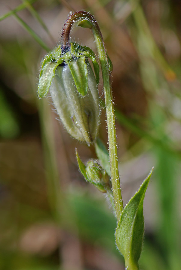 Campanula barbata / Campanula pelosa